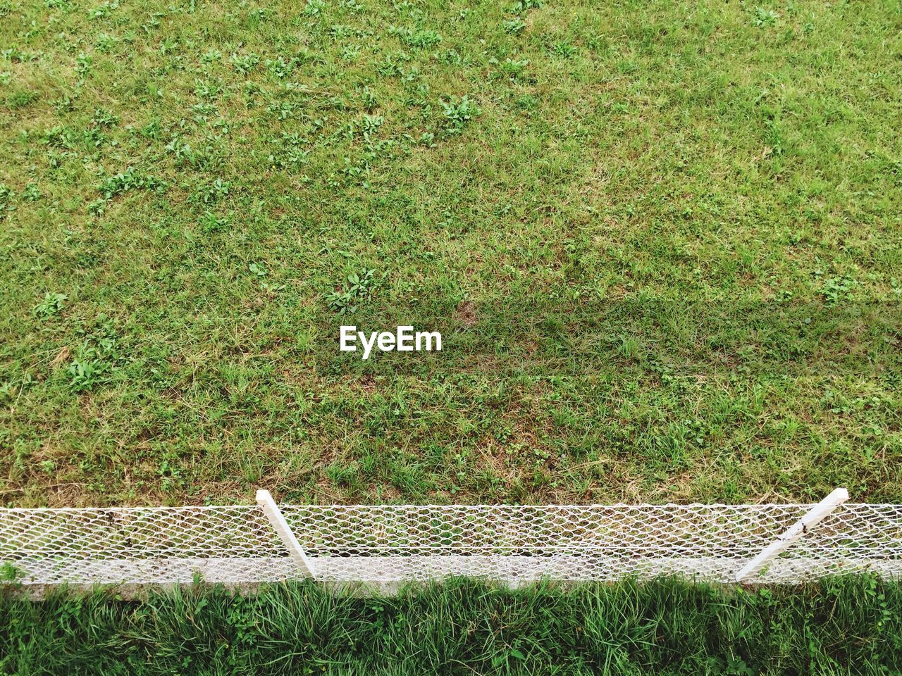 grass, day, green color, no people, field, growth, high angle view, nature, outdoors, plant, tranquility, beauty in nature, animal themes