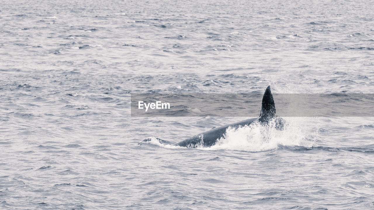 VIEW OF HORSE IN SEA