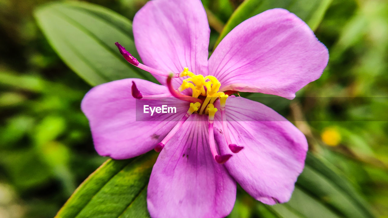 CLOSE-UP OF PINK PURPLE FLOWER