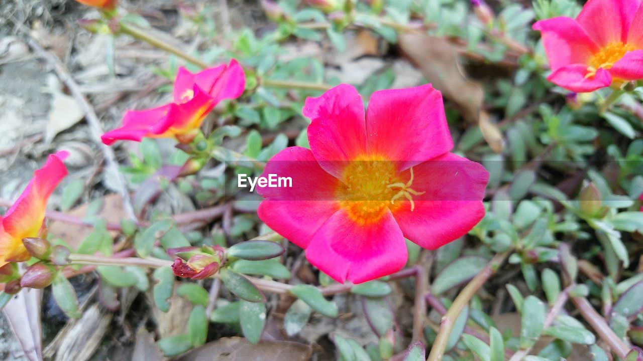 CLOSE-UP OF PINK FLOWER BLOOMING OUTDOORS