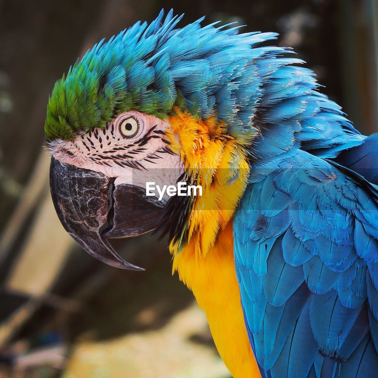 CLOSE-UP OF A PARROT ON BLUE