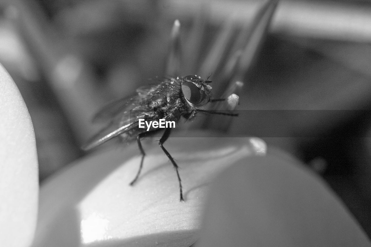 CLOSE-UP OF INSECT ON HUMAN HAND