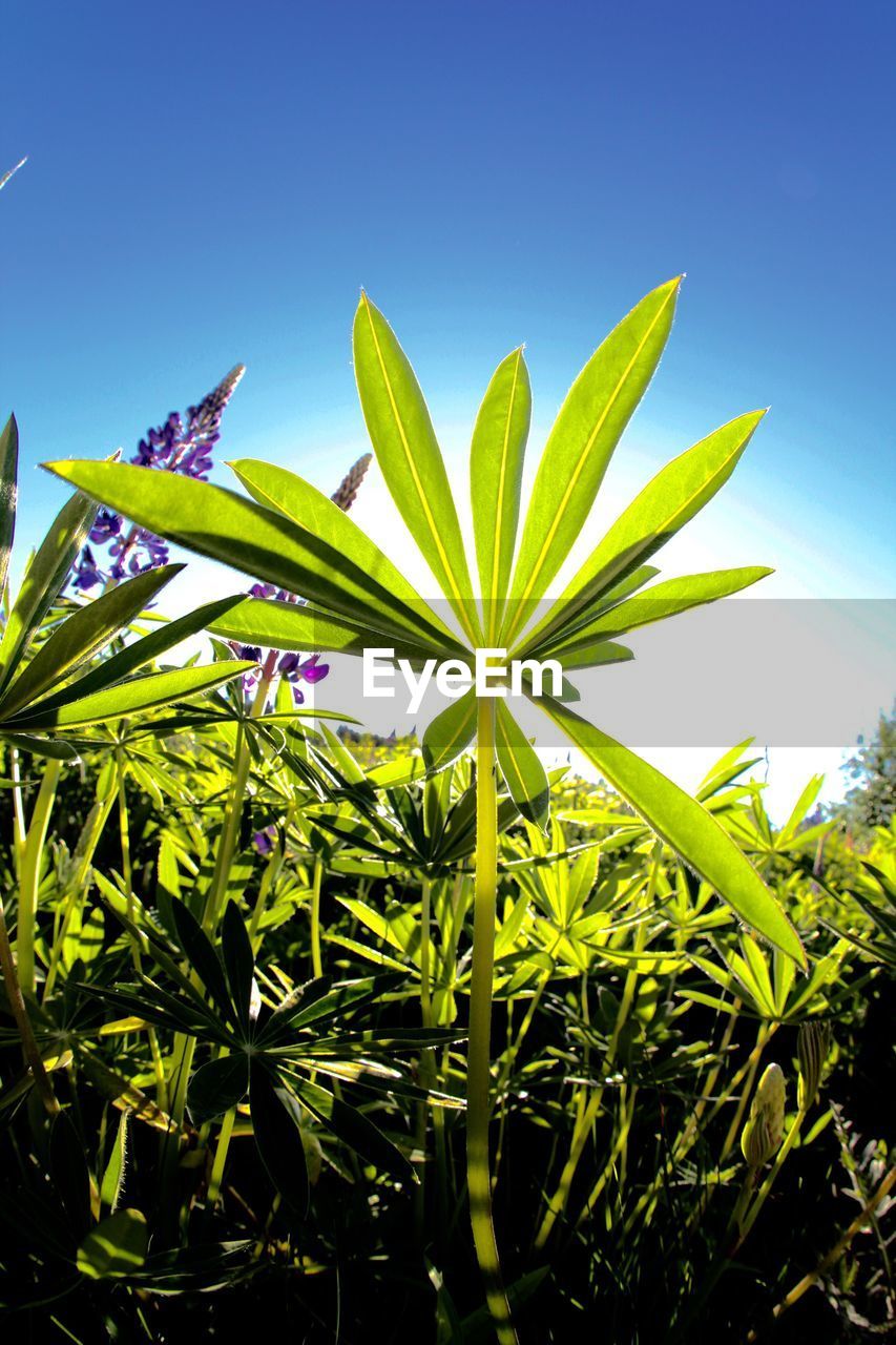 LOW ANGLE VIEW OF PLANTS