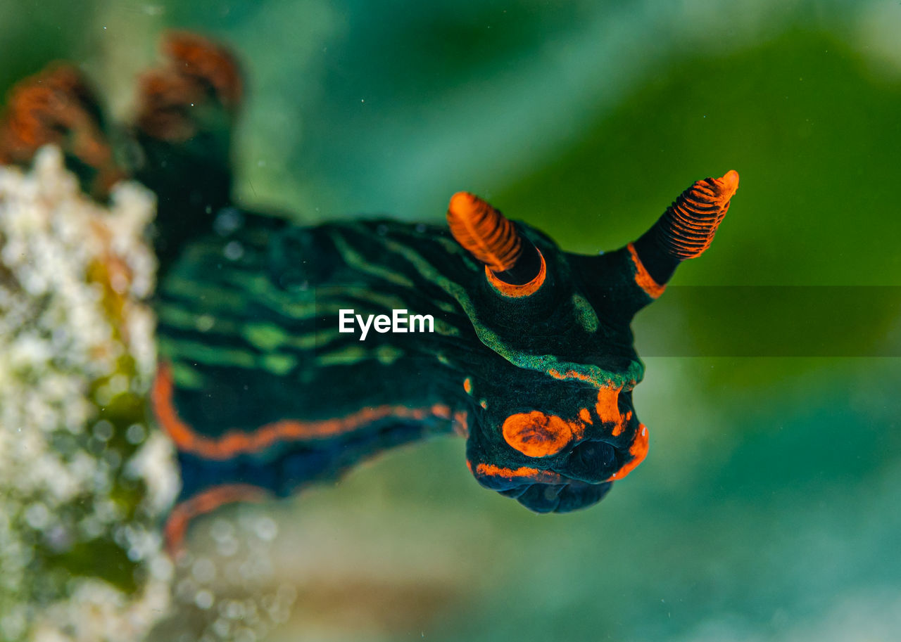 Close up of nudibranch sea slug