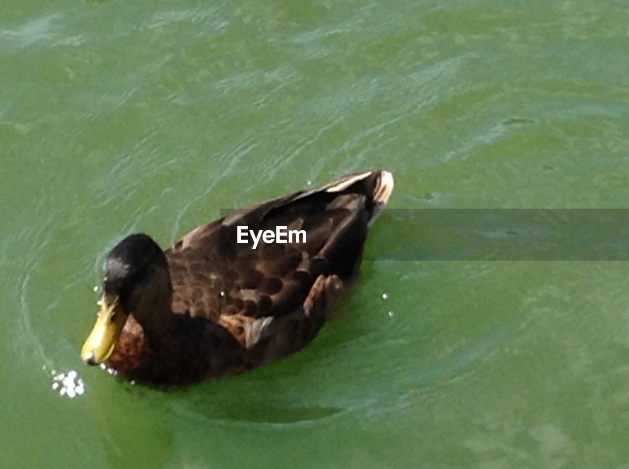 HIGH ANGLE VIEW OF DUCKS SWIMMING IN SEA