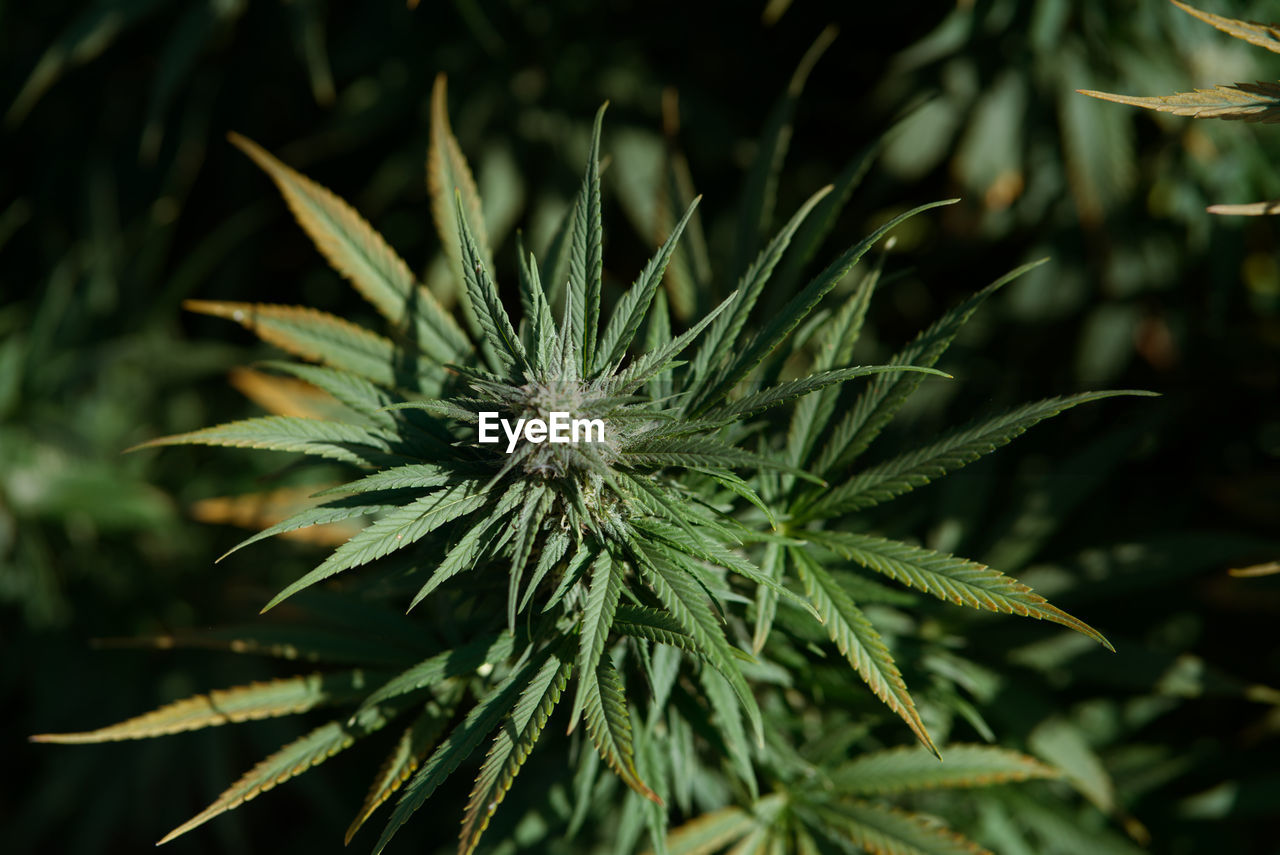 CLOSE-UP OF PLANT IN SUNLIGHT