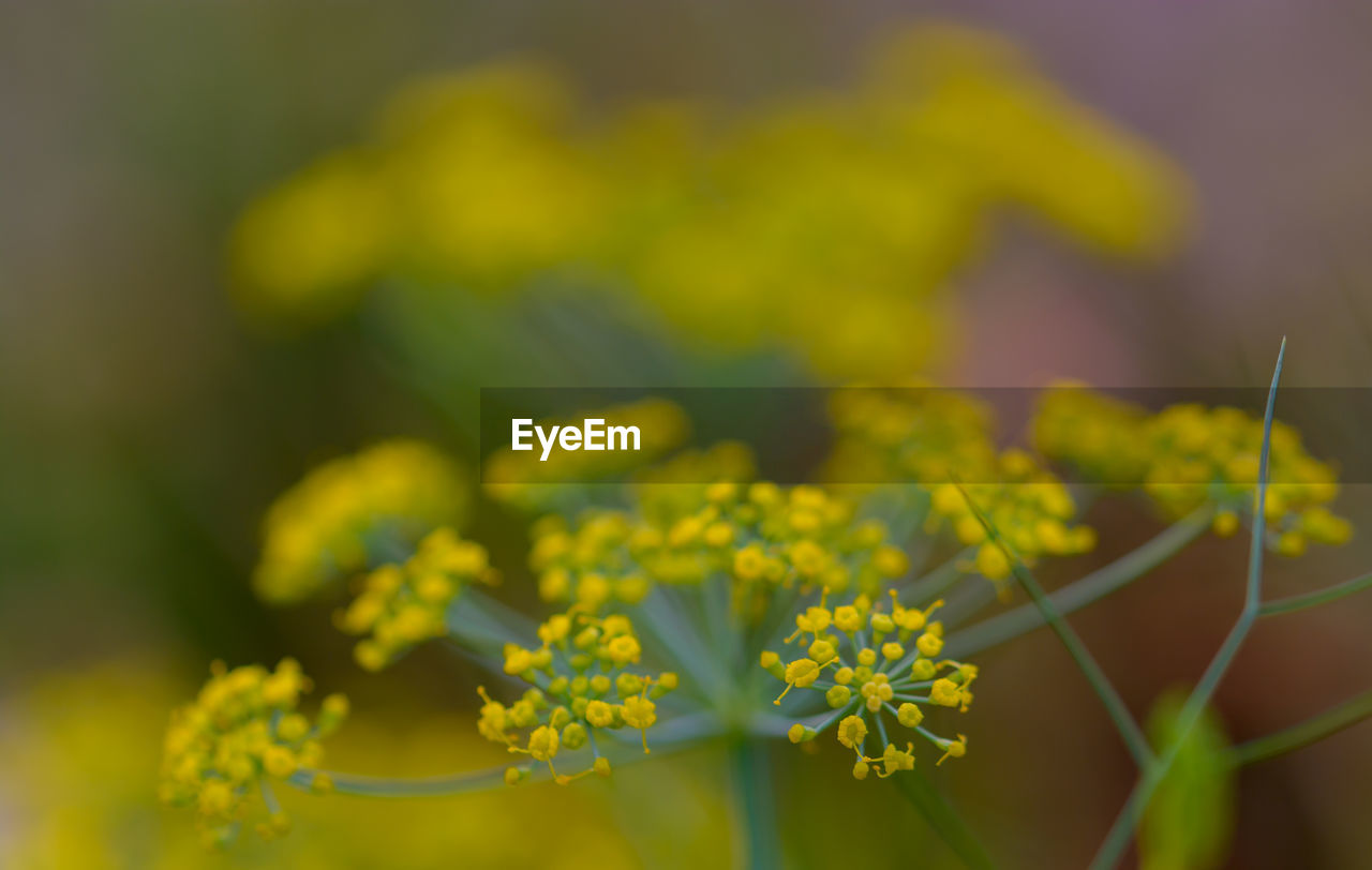 yellow, plant, flower, flowering plant, freshness, beauty in nature, rapeseed, nature, produce, growth, close-up, macro photography, vegetable, food, no people, mustard, fragility, selective focus, food and drink, green, field, outdoors, focus on foreground, blossom, day, flower head, wildflower, springtime, summer, land, canola, agriculture, herb, environment, sunlight, landscape, medicine, botany, herbal medicine, vibrant color, meadow, rural scene, inflorescence