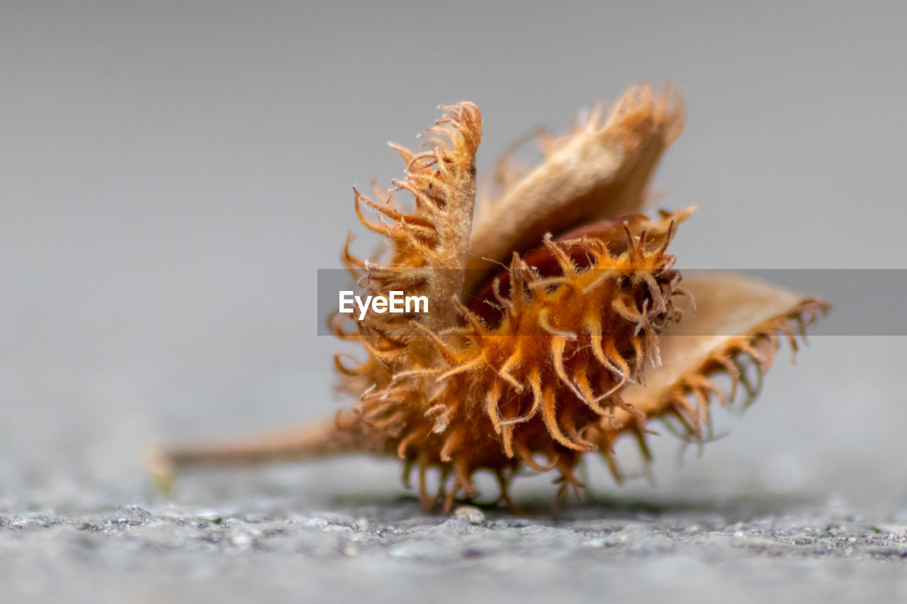 CLOSE-UP OF DRY PLANT