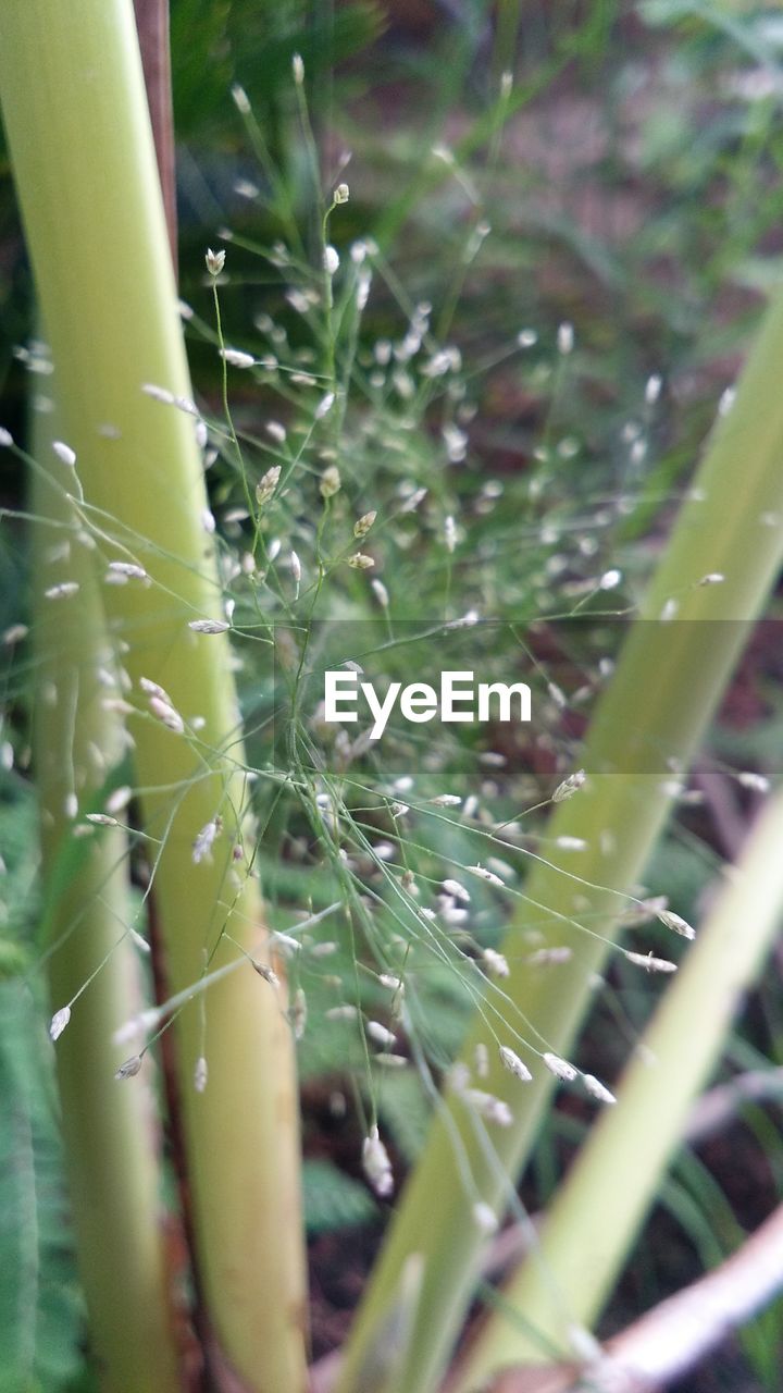 CLOSE-UP OF PLANTS