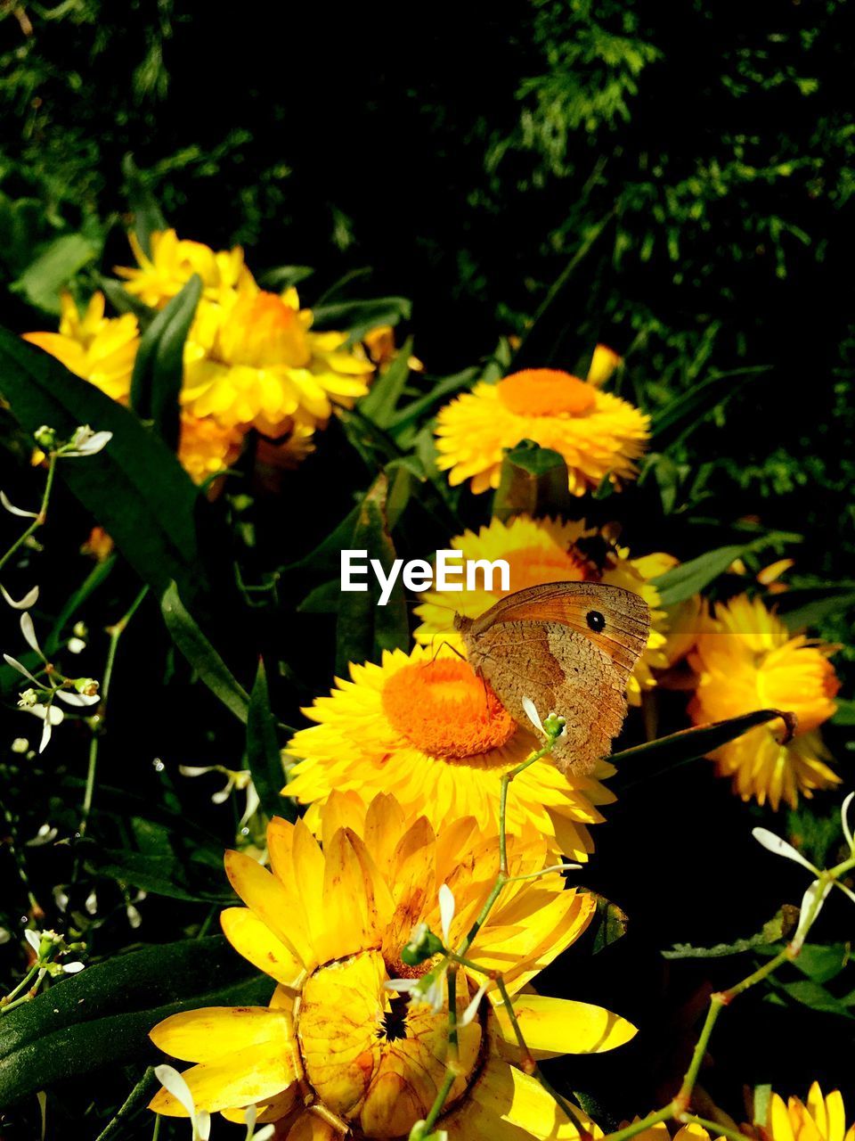 CLOSE-UP OF BUTTERFLY POLLINATING ON YELLOW FLOWER