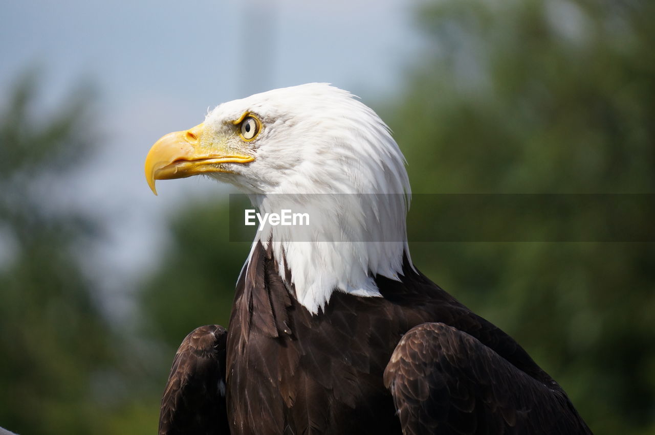 CLOSE-UP OF EAGLE PERCHING ON TREE