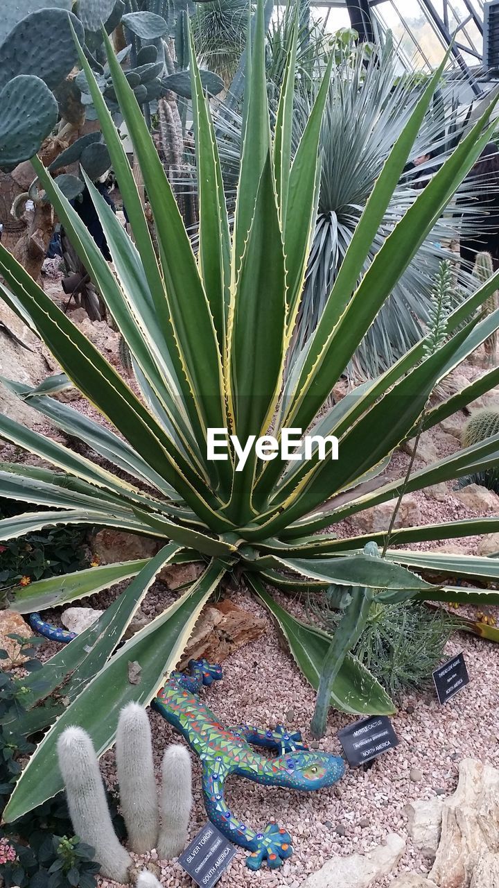 CLOSE-UP OF SUCCULENT PLANTS