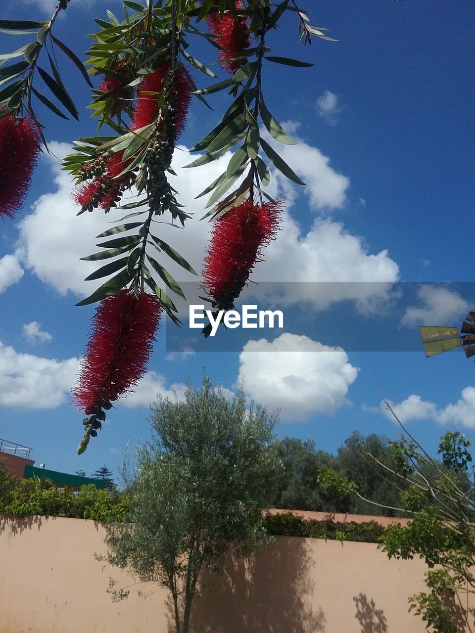 LOW ANGLE VIEW OF TREES BY LAKE