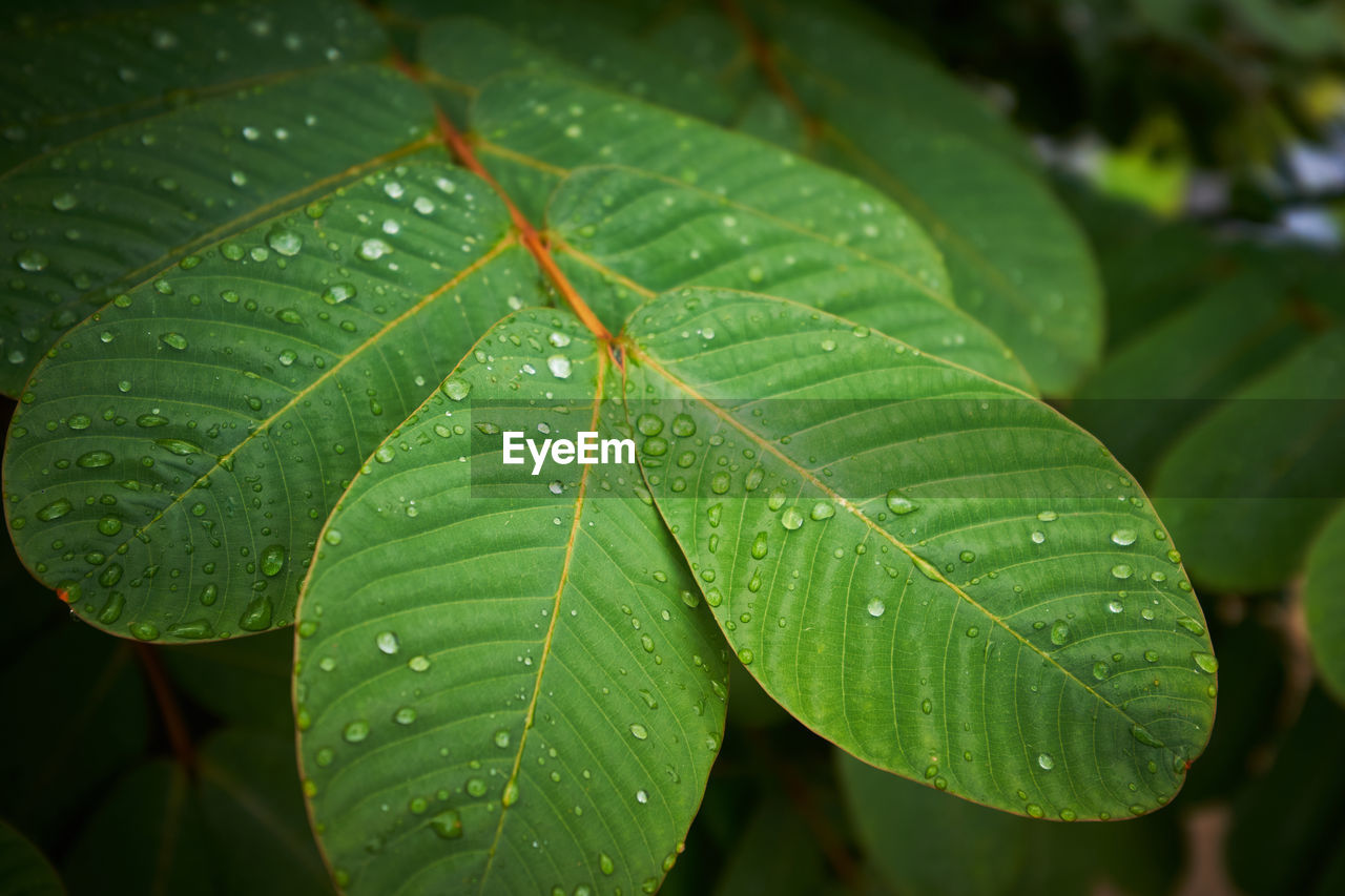 leaf, plant part, green, plant, drop, nature, wet, close-up, water, tree, growth, beauty in nature, rain, no people, macro photography, outdoors, freshness, flower, day, focus on foreground, leaf vein, plant stem, dew, environment, raindrop