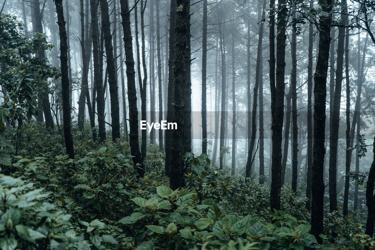 Trees in forest