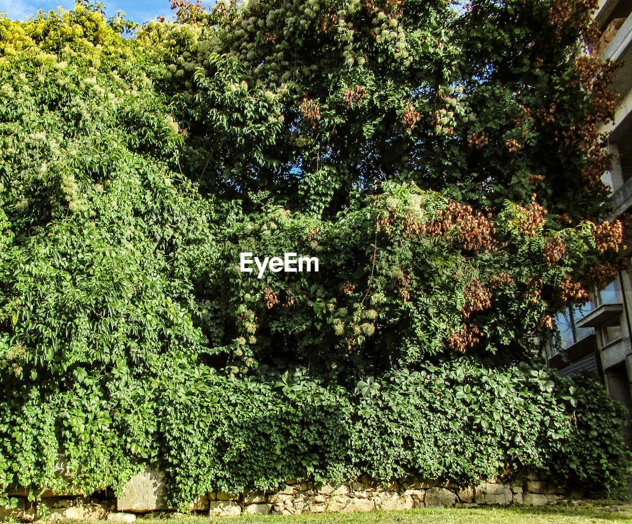 VIEW OF PLANTS AGAINST TREES AND BUSHES