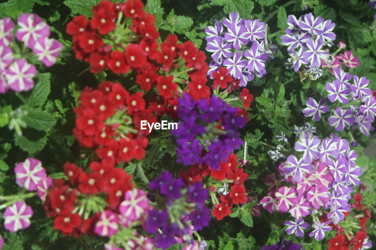 flowering plant, flower, plant, freshness, beauty in nature, fragility, growth, nature, close-up, no people, flower head, day, petal, inflorescence, high angle view, plant part, leaf, multi colored, outdoors, green, full frame, pink, botany, shrub, red