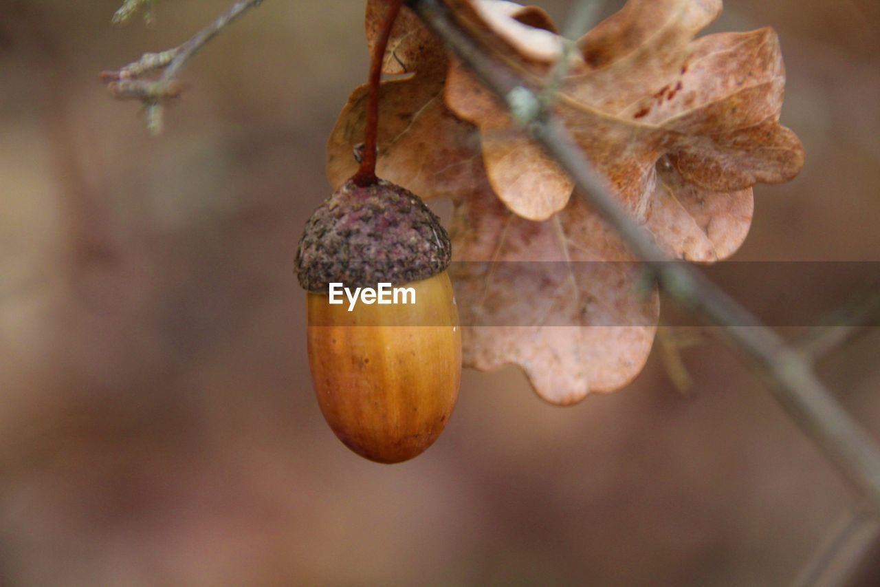 CLOSE-UP OF FRUITS ON TREE