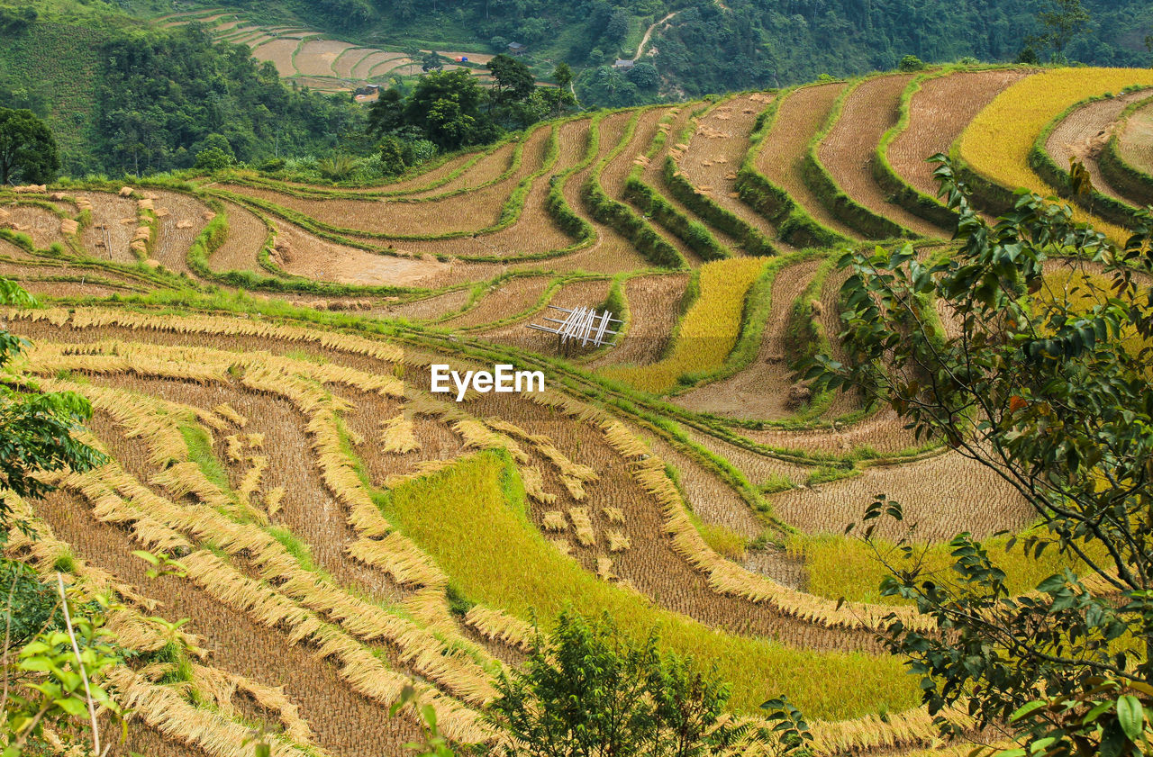 High angle view of agricultural field