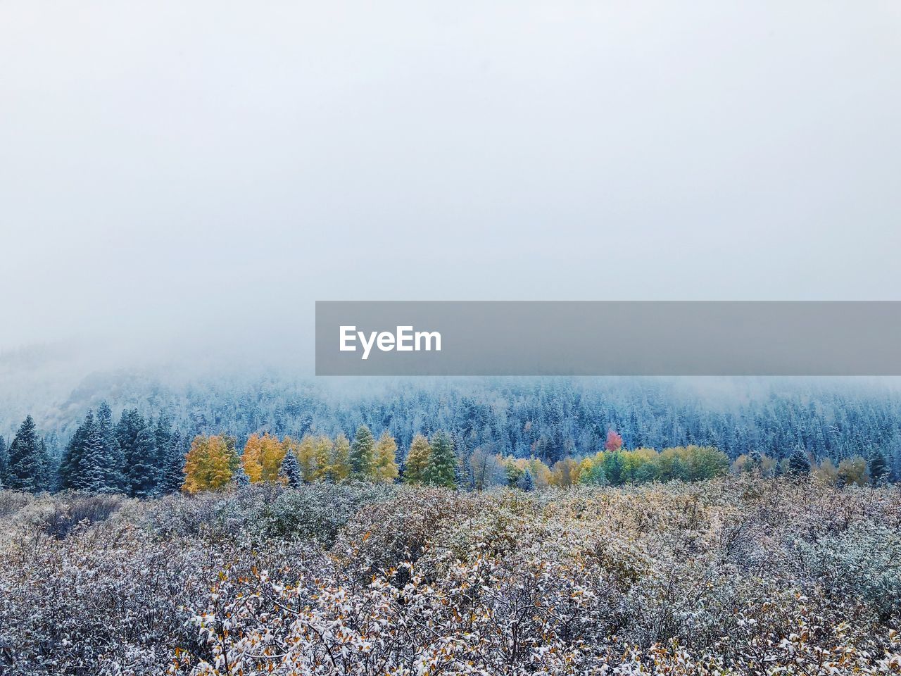 PLANTS GROWING ON LAND AGAINST SKY