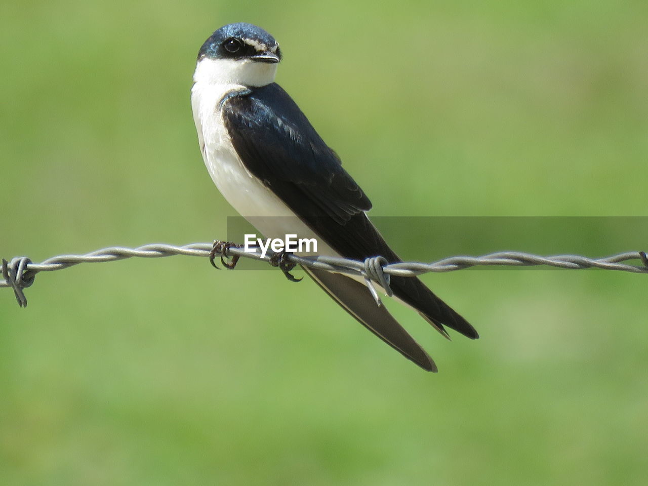 Close-up of bird perching on barbed wire