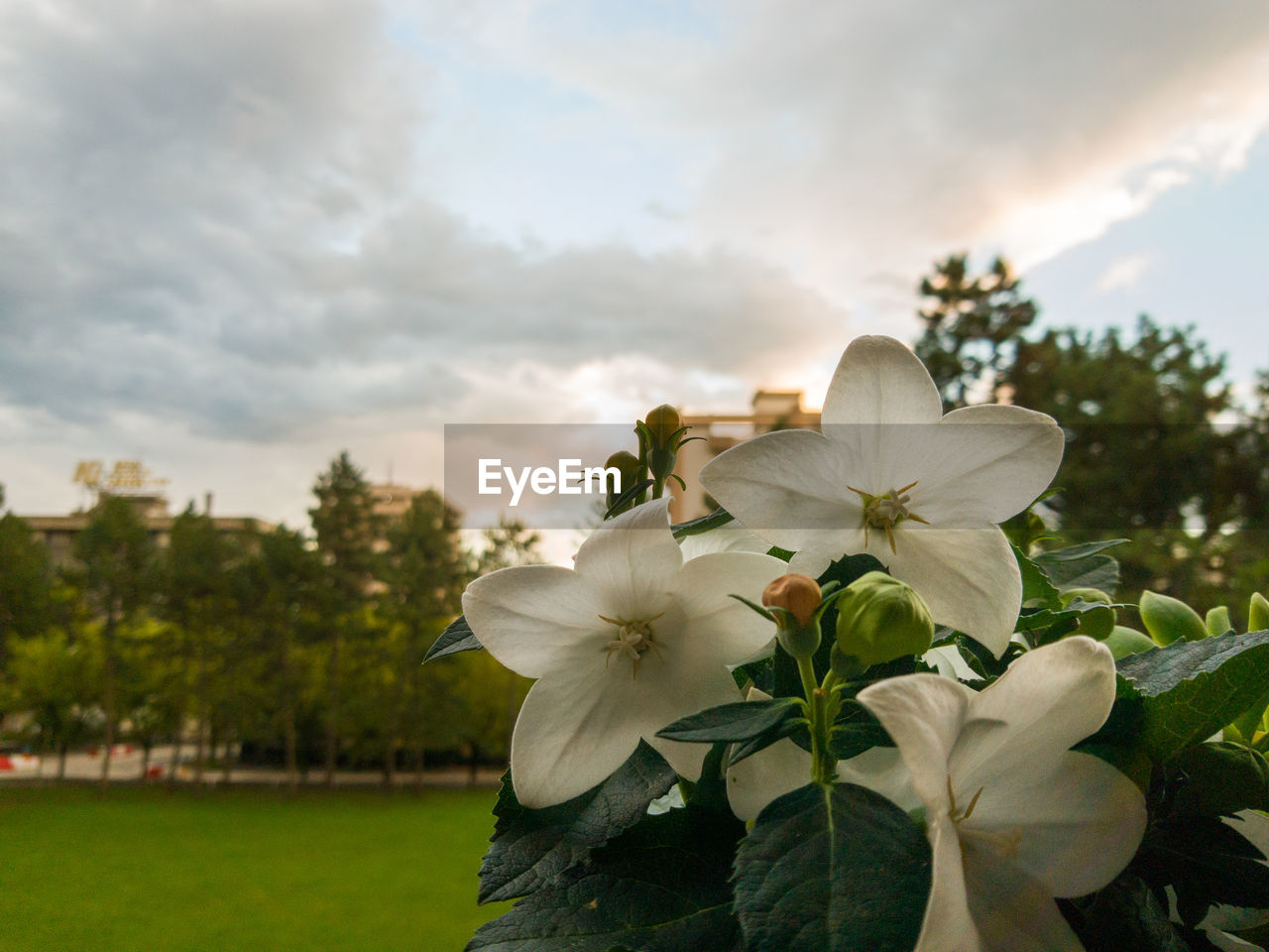 CLOSE-UP OF WHITE FLOWERING PLANTS AGAINST SKY