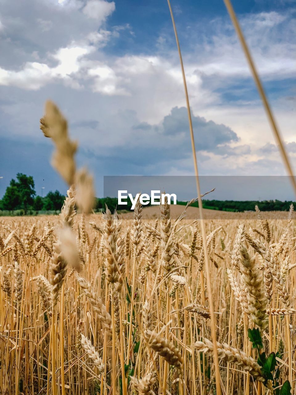 CLOSE-UP OF WHEAT FIELD AGAINST SKY