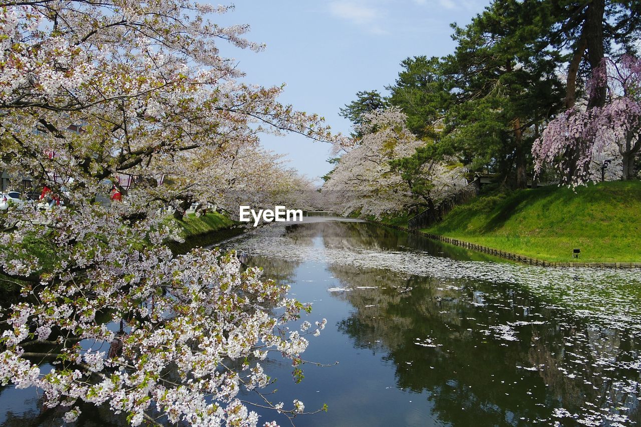 SCENIC VIEW OF TREES BY WATER AGAINST SKY