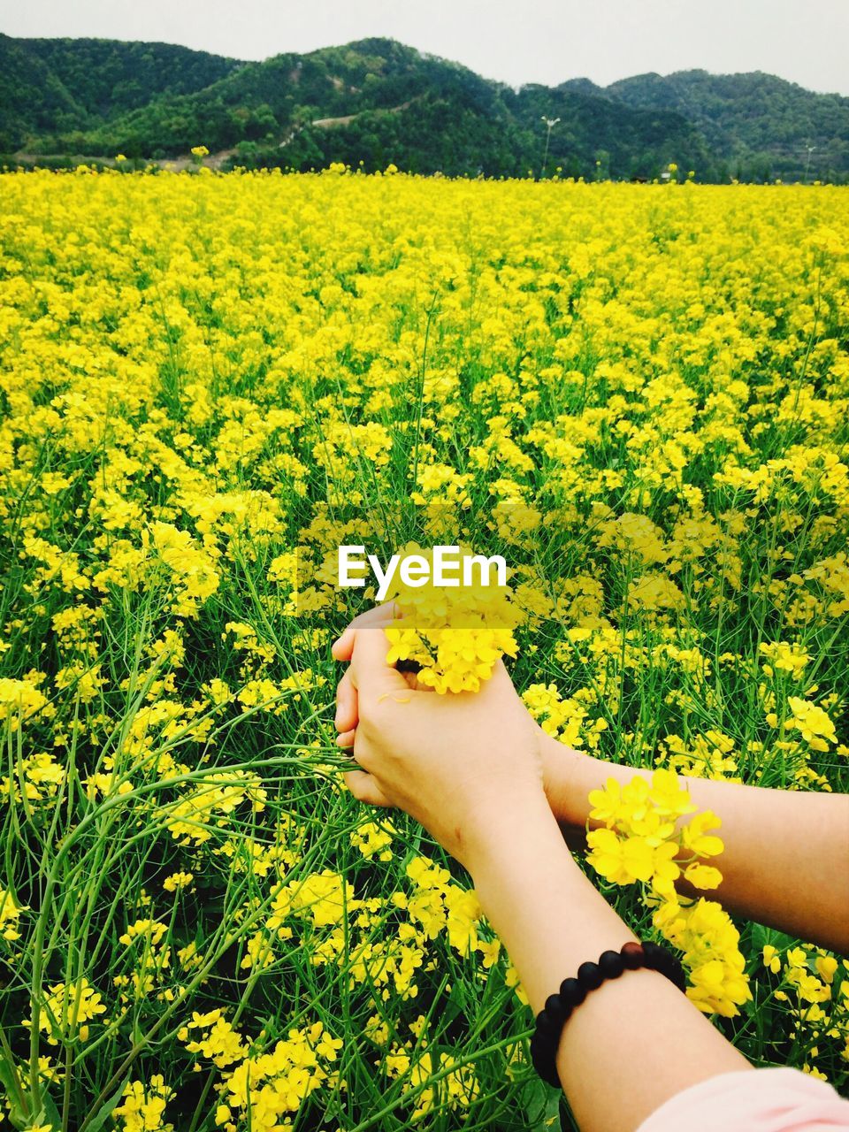 Cropped hands of woman holding rapeseed flowers on field