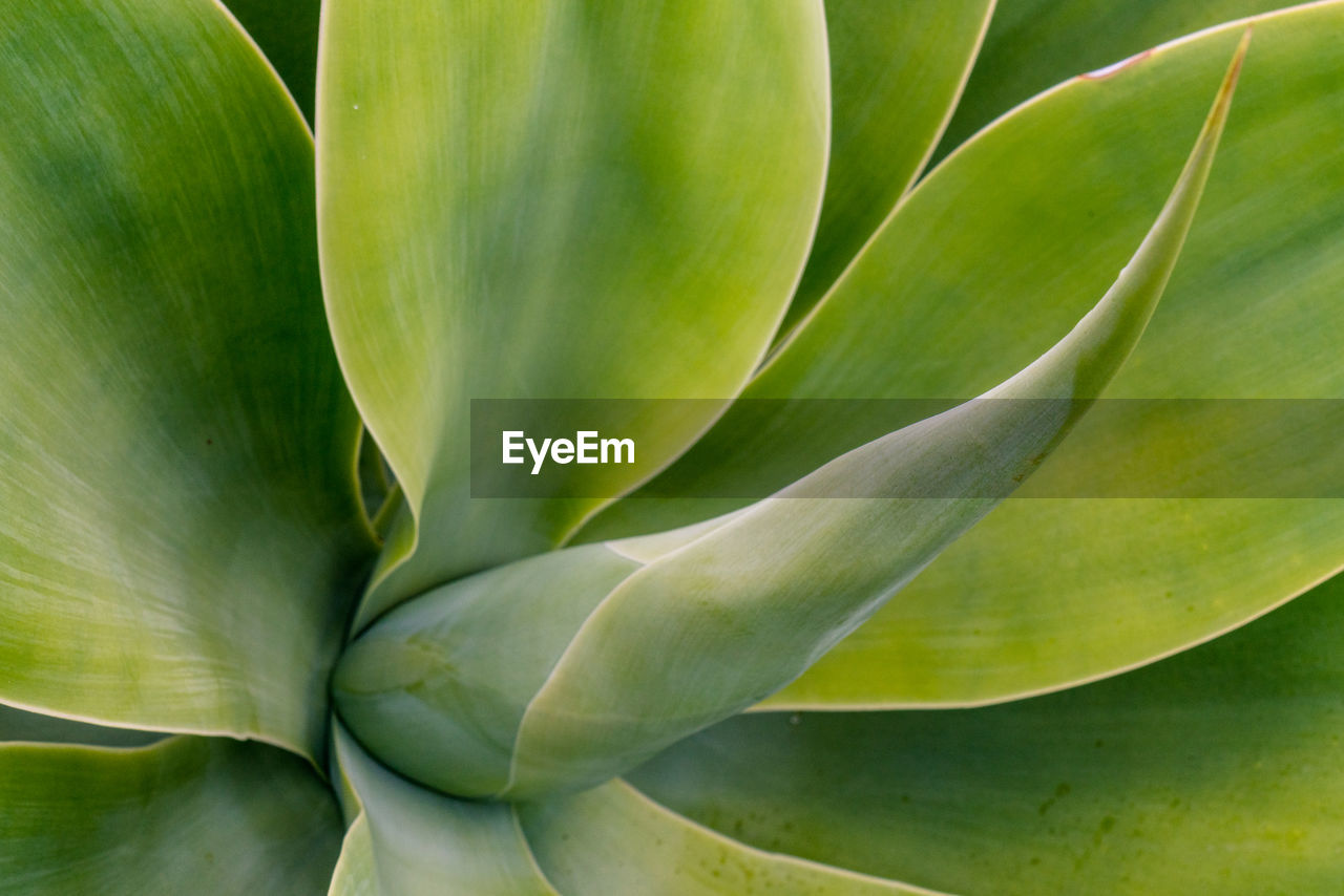 Full frame shot of succulent plant