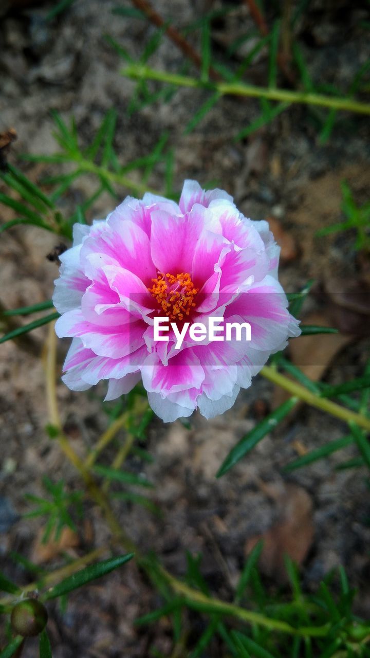 HIGH ANGLE VIEW OF PINK FLOWERS BLOOMING OUTDOORS