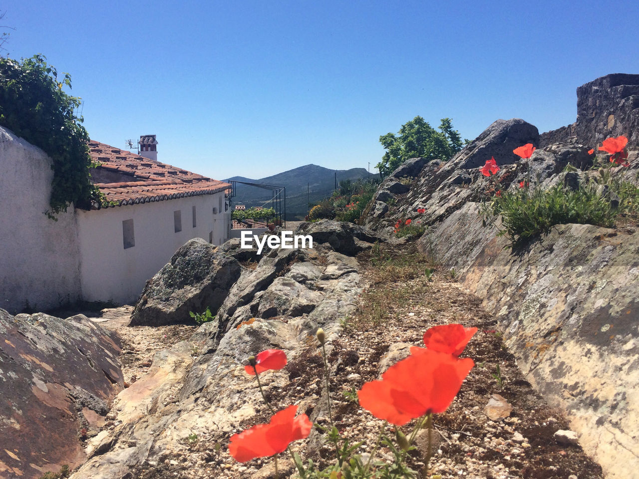 VIEW OF PLANTS AGAINST BUILT STRUCTURES