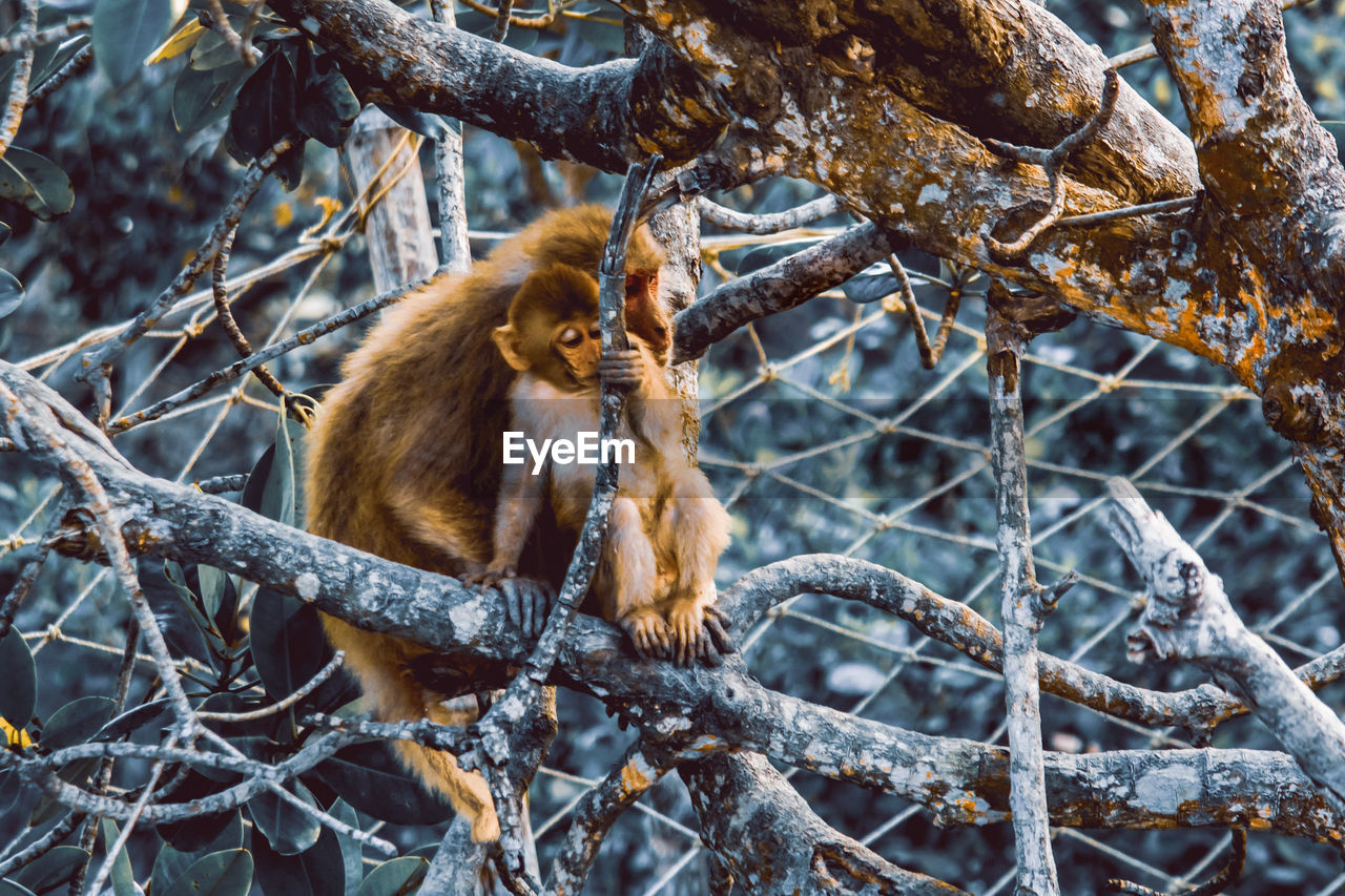 Monkeys of sundarban national park sitting on branch 