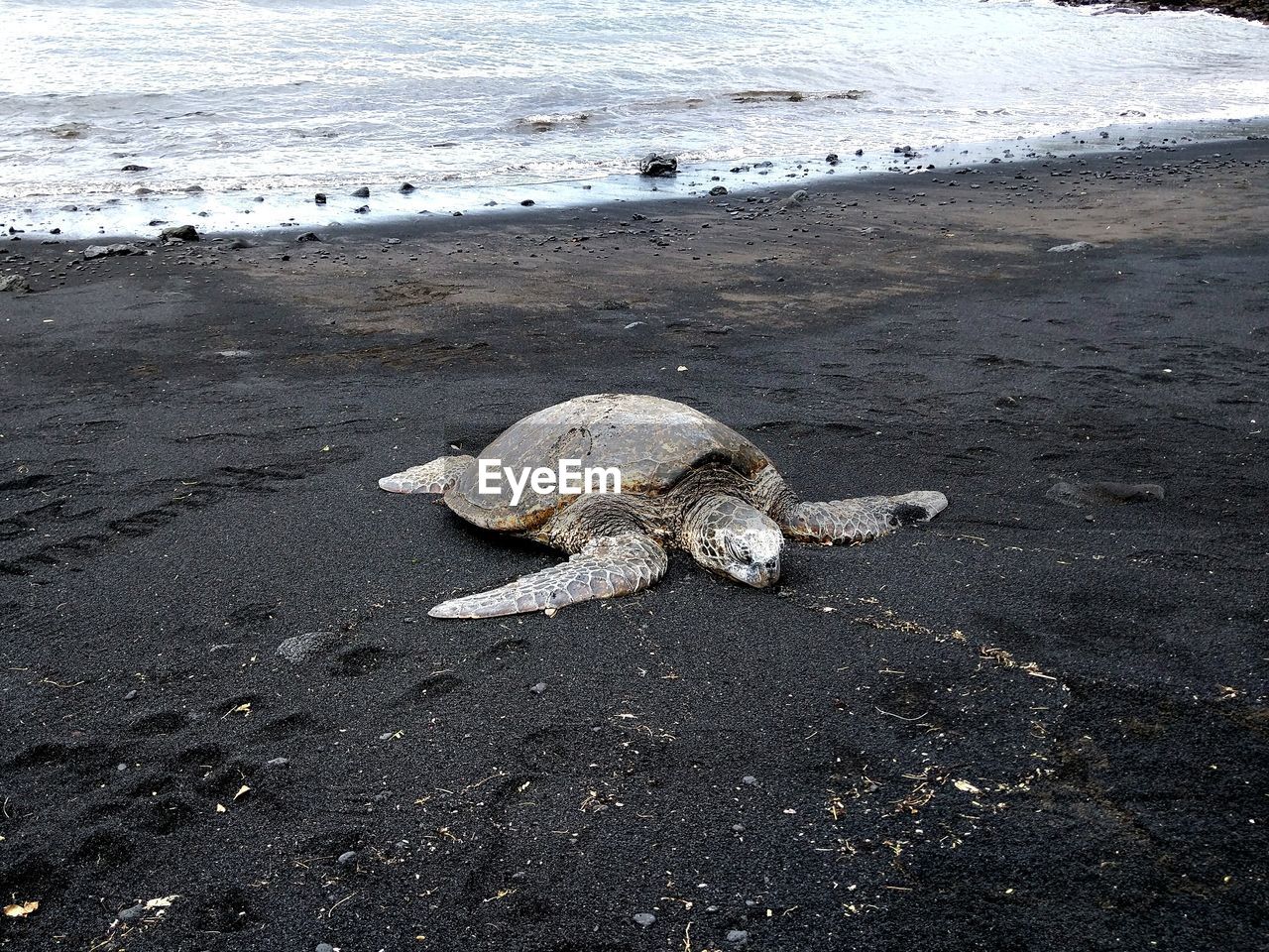 Turtle on sandy beach