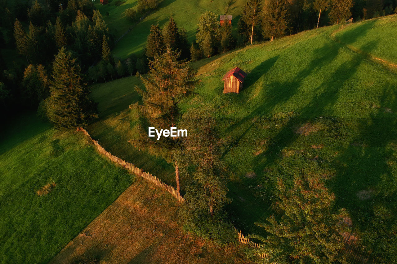 HIGH ANGLE VIEW OF TREES GROWING ON LAND