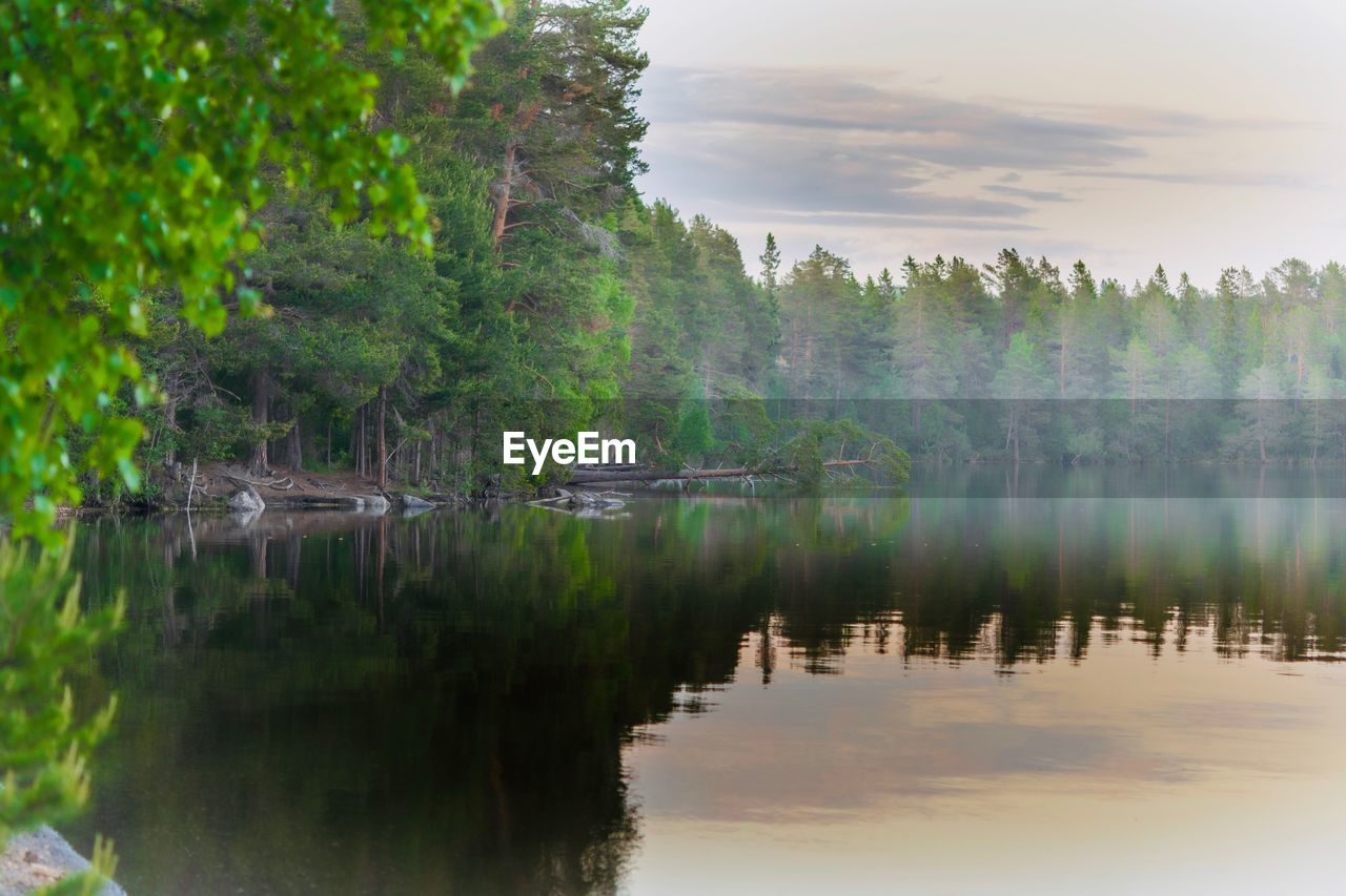 Scenic view of lake in forest against sky