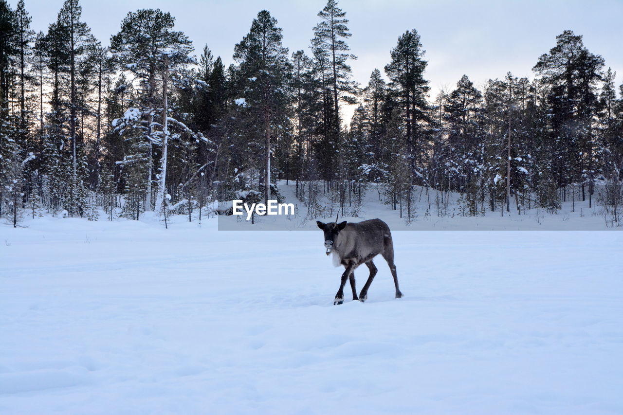 HORSE ON SNOW FIELD AGAINST TREES