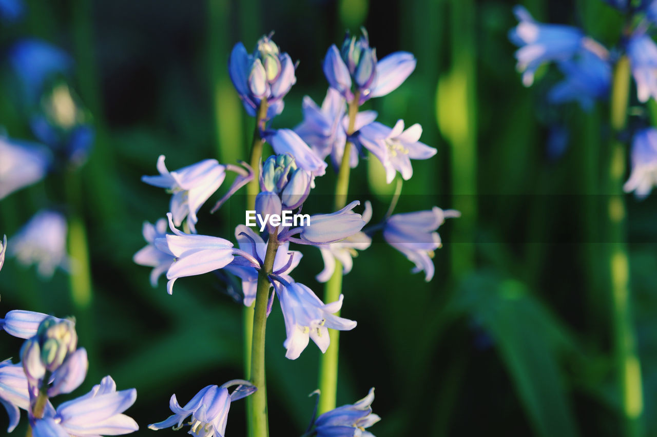 Close-up of purple flowering plant on field