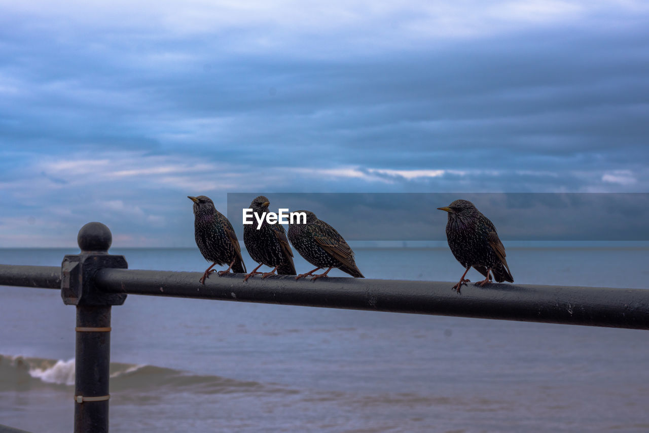 Starlings on rail