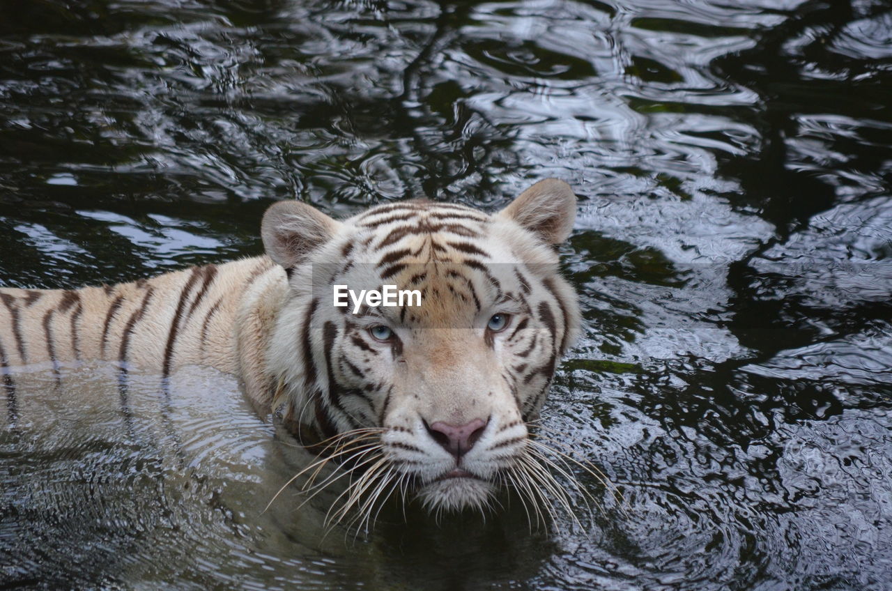 Portrait of tiger swimming in lake