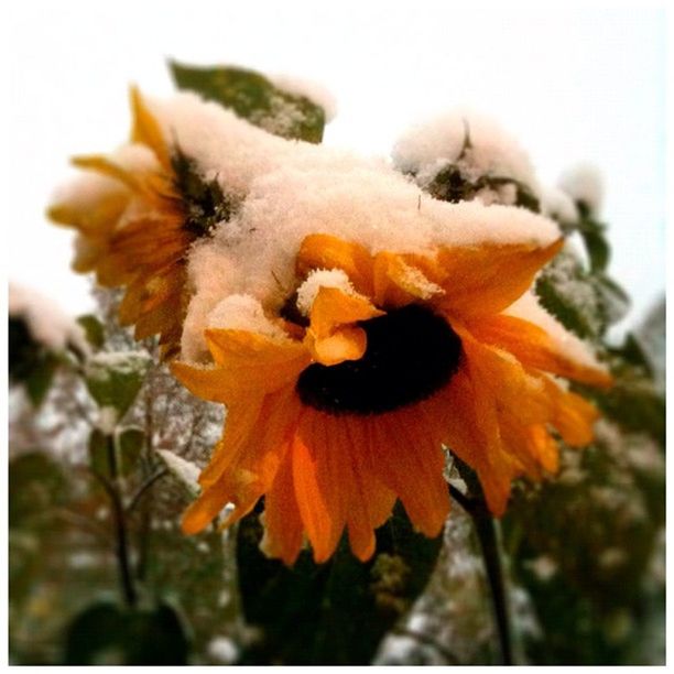 CLOSE-UP OF YELLOW FLOWERS BLOOMING