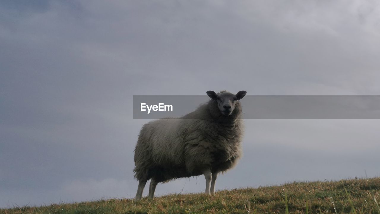 animal themes, animal, mammal, one animal, sheep, wildlife, grass, animal wildlife, sky, nature, plant, standing, no people, domestic animals, field, pasture, land, cloud, grassland, day, livestock, prairie, outdoors, portrait, environment, landscape, full length, pet, plain