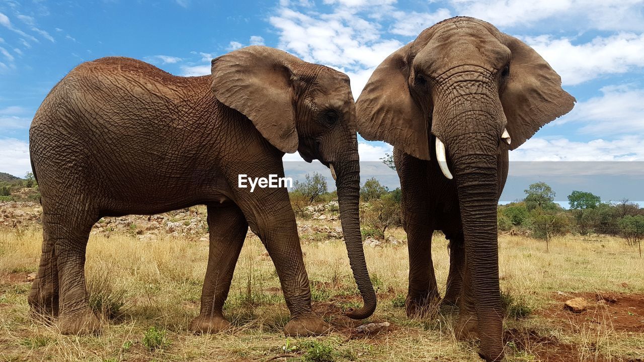 VIEW OF ELEPHANT ON LAND