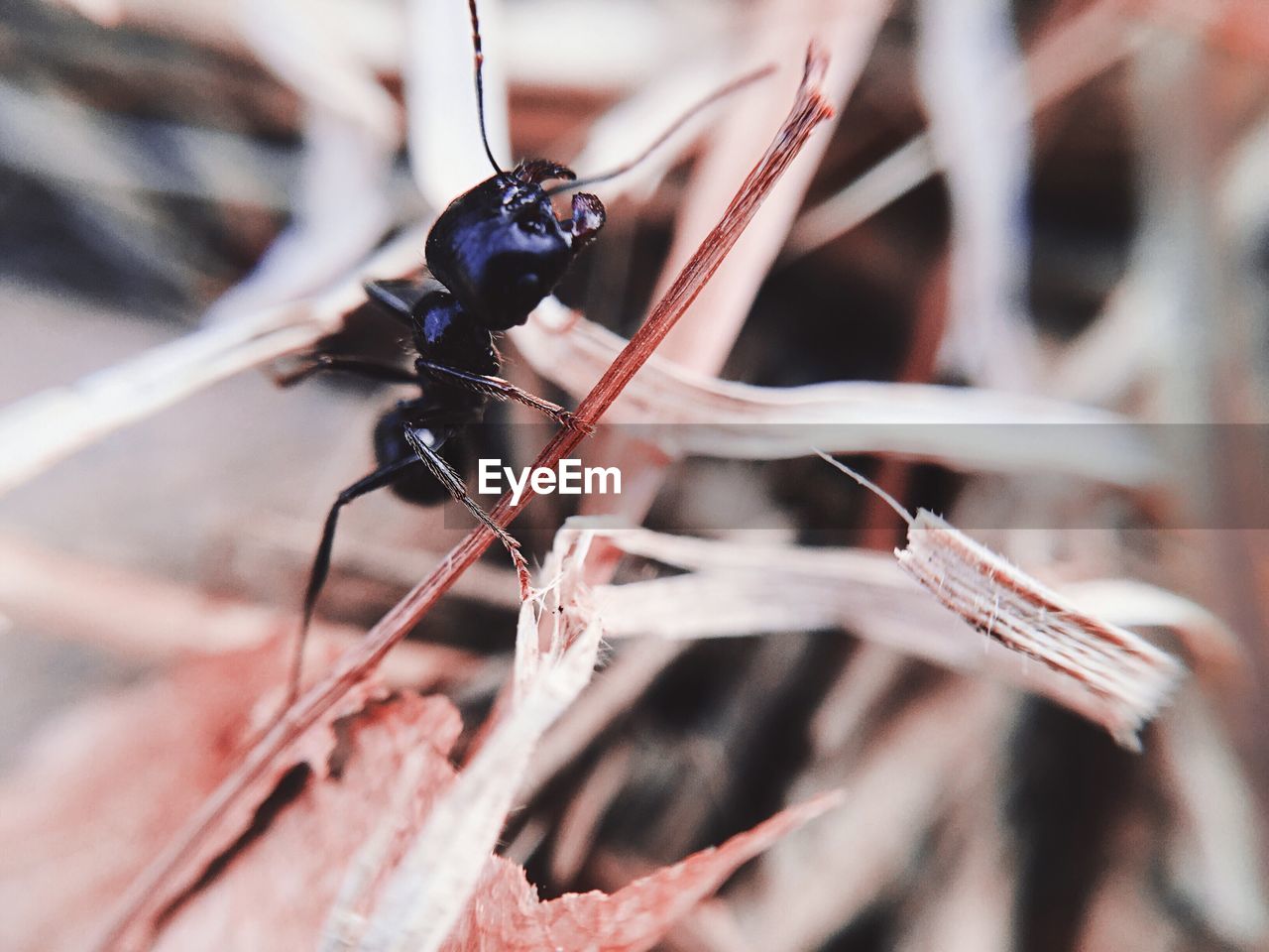 Macro shot of ant on stick