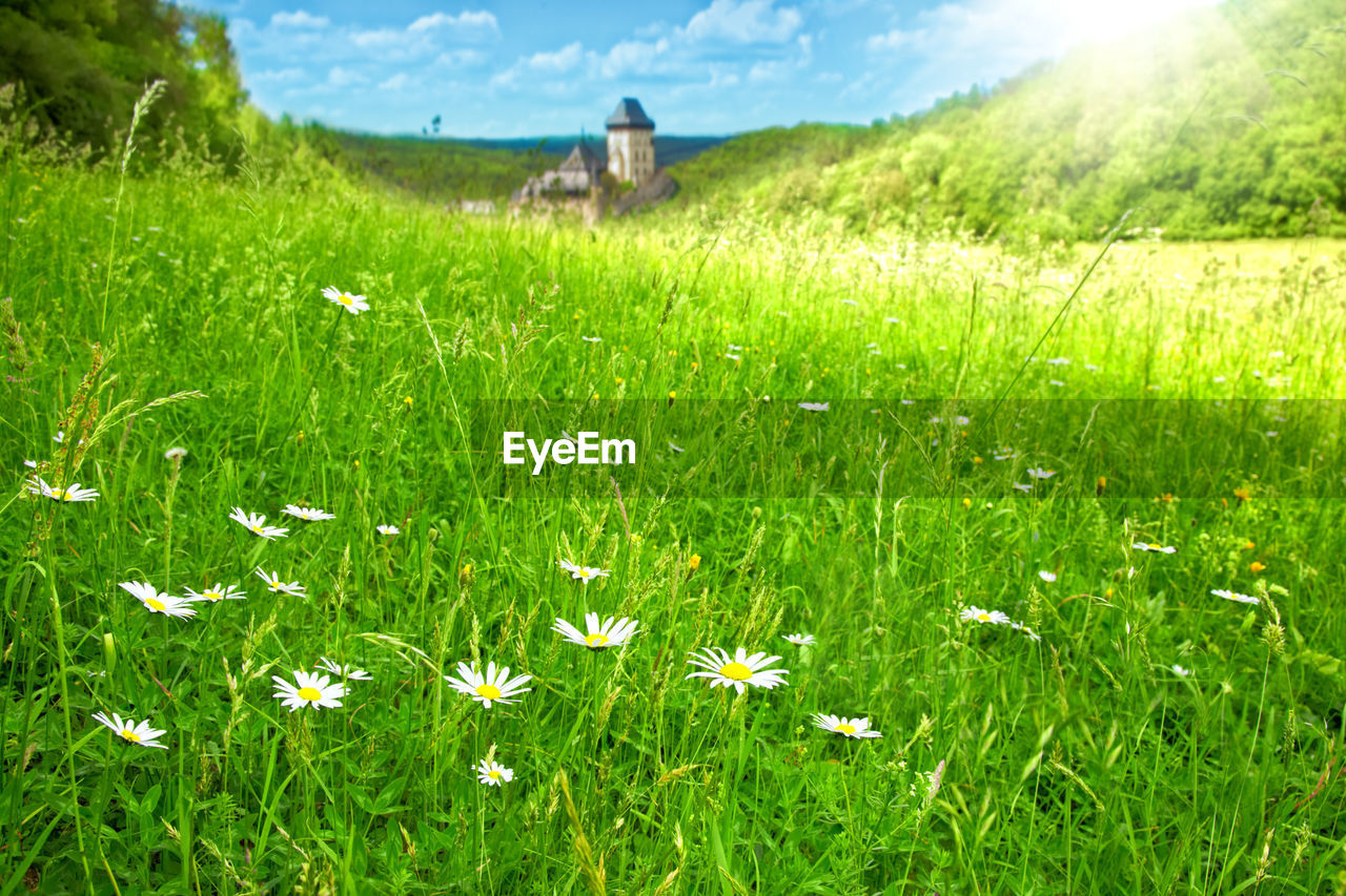 VIEW OF FLOWERING PLANTS ON FIELD