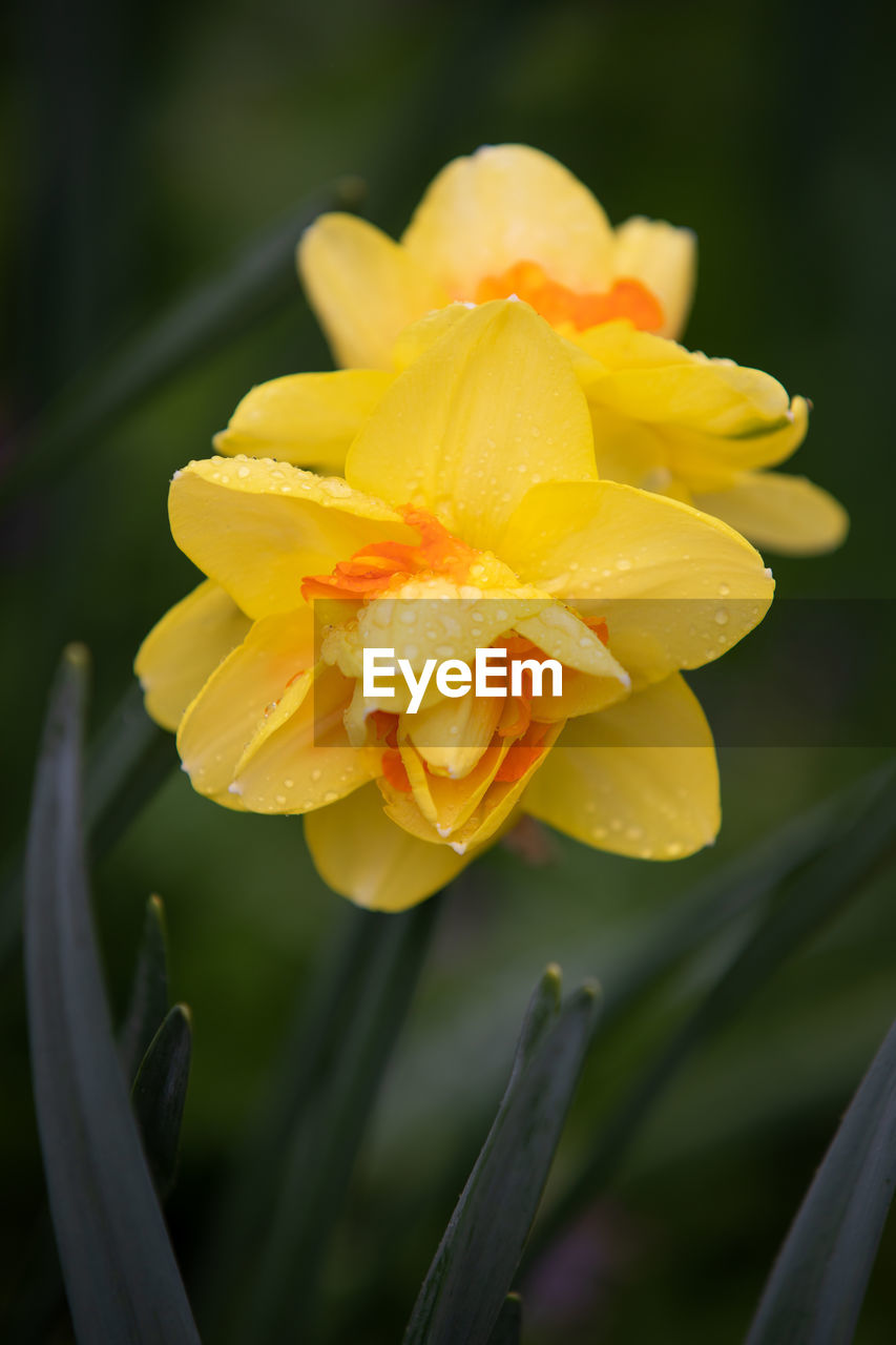 CLOSE-UP OF WATER DROPS ON YELLOW ROSE FLOWER