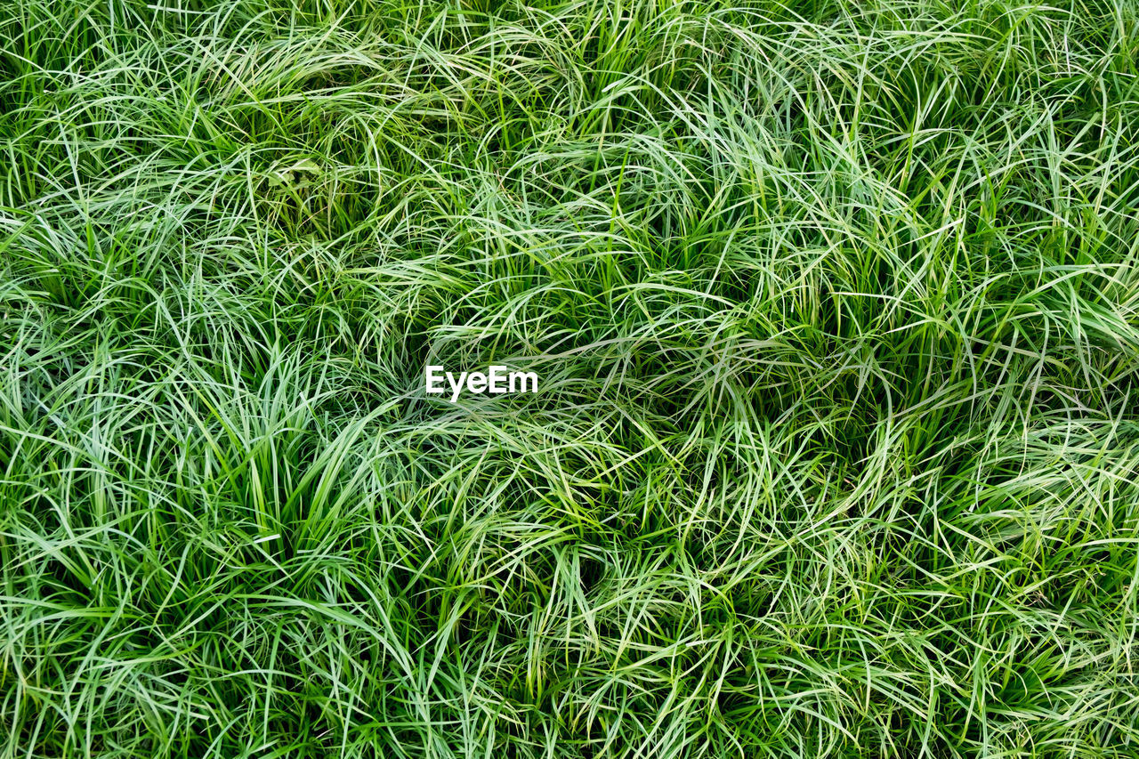 Full frame shot of grassy field