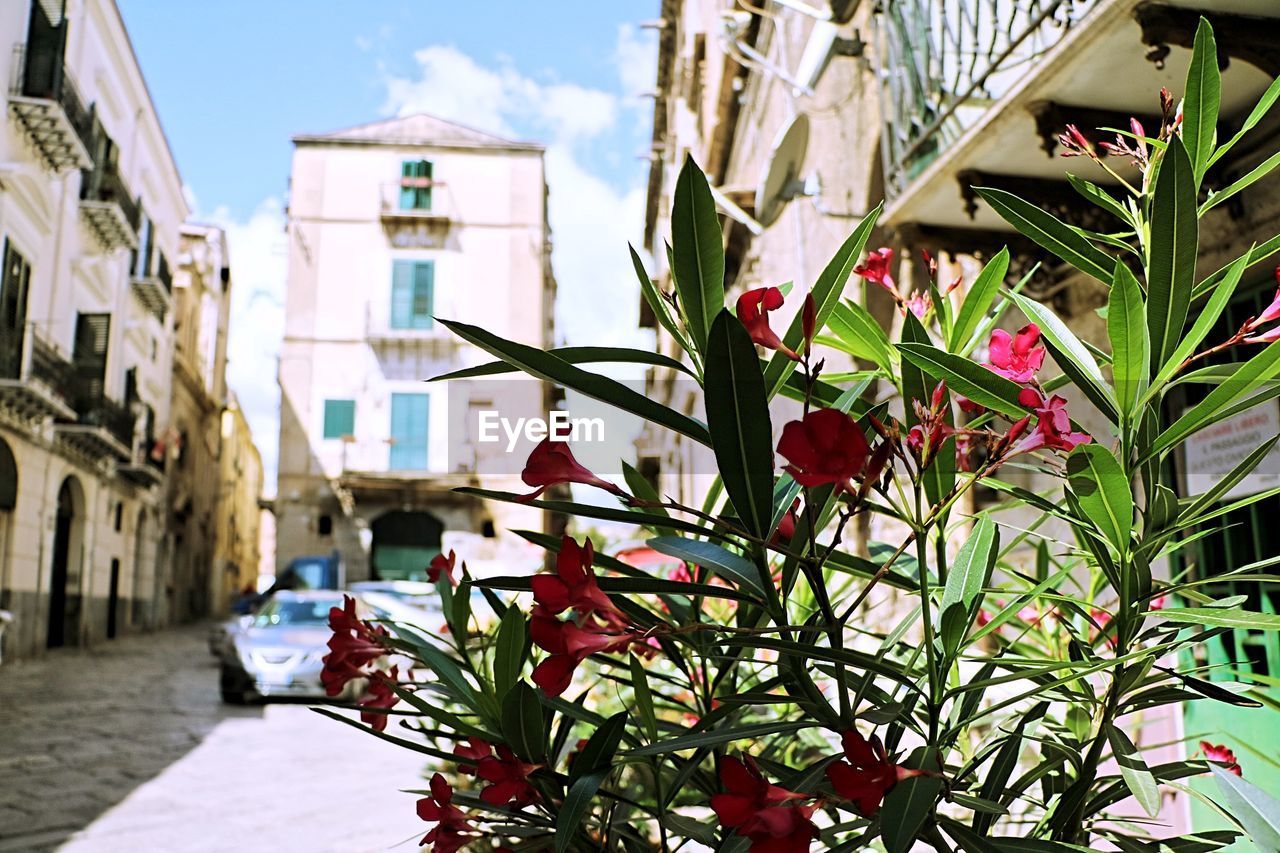 Close-up of flowering plants by buildings in city