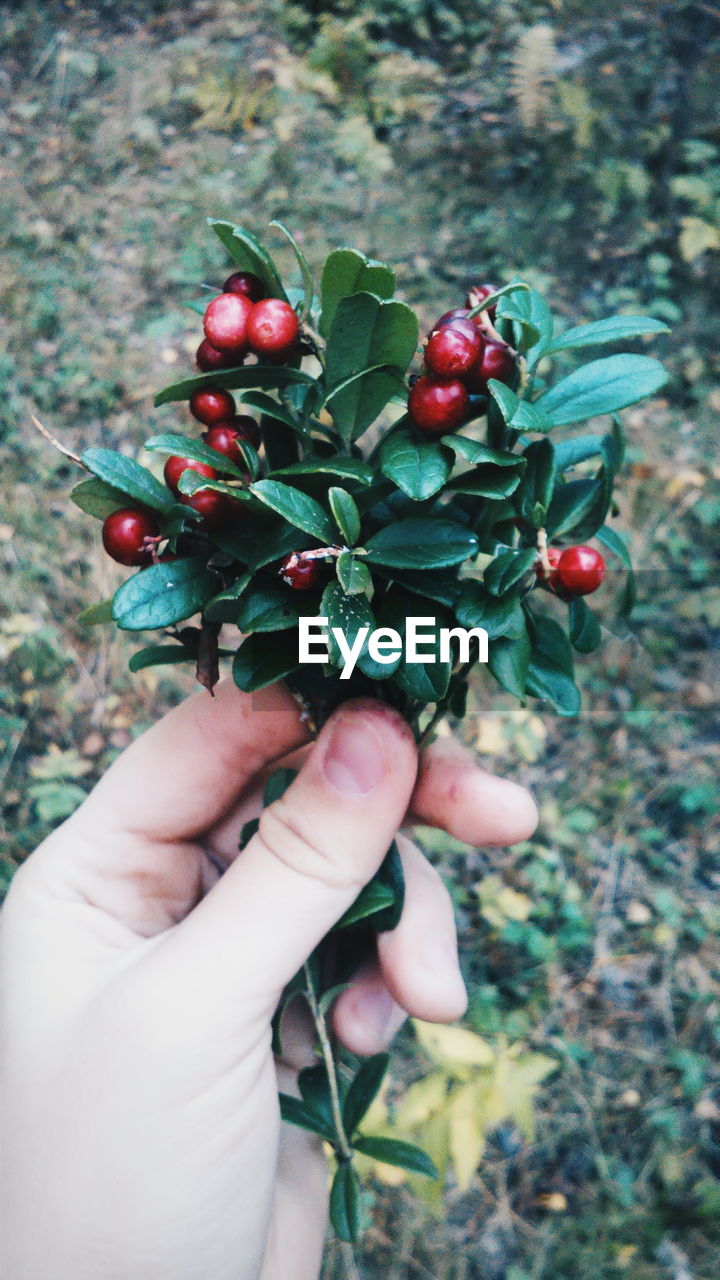 Cropped image of person holding cranberries plant