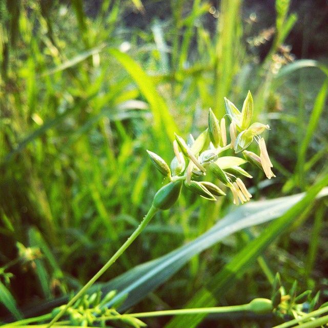 CLOSE-UP OF WHITE FLOWERS GROWING IN FIELD